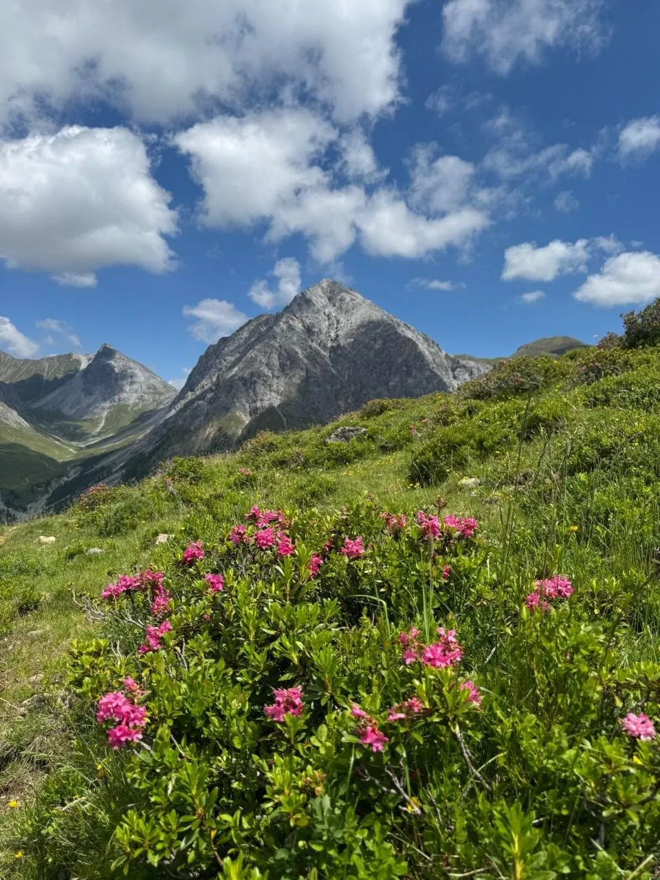 Alpenrose Medergen Galerie 24